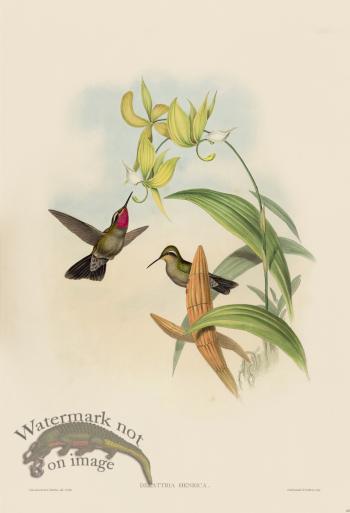 Gould Hummingbird 062